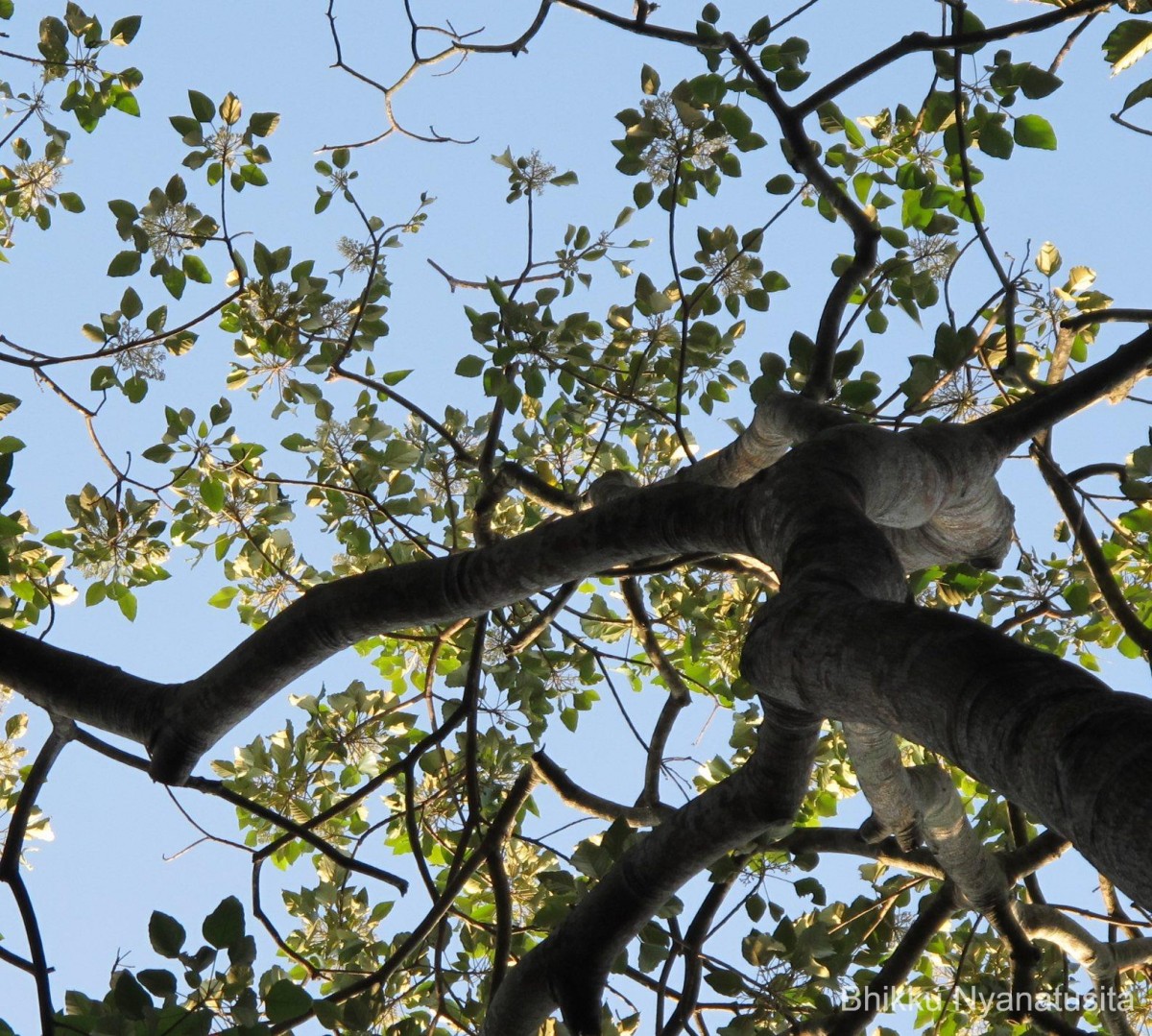 Aleurites moluccanus (L.) Willd.